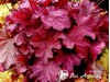 Alūnė ,Berry Smoothie' (lot. Heuchera)
